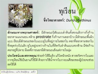 ทุเรียน
ชื่อวิทยาศาสตร์: Durio zibethinus
ลักษณะทางพฤกษศาสตร์: มีลักษณะนิสัยแบบลําต้นตั้งตรงแล้วกางกิ่งก้าน
ออกตามแนวนอน คล้าย prostrate กิ่งก้านกานออกบ้าง มีลักษณะพื้นผิว
แบบ เรียบมีลักษณะของใบแบบหูใบที่อยู่ภายในซอกใบ ดอกที่ออกตามซอกใบ
ที่หลุดร่วงไปแล้ว หูใบอยู่ระหว่างก้านใบที่ติดกับลําต้นแบบตรงข้าม มีช่อก้าน
ดอกอยู่ที่ปลาย มีผลที่ภายนอกมีลักษณะแข็งแต่ภายในนุ่ม
ประโยชน์เเละสรรพคุณ:ช่วยทําให้ฝีแห้ง แก้โรคผิวหนัง สารสกัดจากใบและ
รากทุเรียนใช้เป็นยาแก้ไข้ได้ ด้วยการใช้นํ้าจากใบวางบนศีรษะของผู้ป่วยจะช่วย
ลดไข้ได้
นักเรียนผู้รับผิดชอบ : ณภัทร อัฑฒ์สุขิตกุล เลขที่31
 