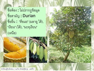 ชื่อพ้อง : ไม่ปรากฏข้อมูล
ชื่อสามัญ : Durian
ชื่ออื่น : "ดือแย" (มลายู ใต้),
"เรียน" (ใต้), "มะทุเรียน"
(เหนือ)
นักเรียนผู้รับผิดชอบ : ณภัทร อัฑฒ์สุขิตกุล เลขที่31
 
