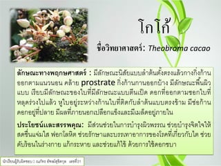 โกโก้
ชื่อวิทยาศาสตร์: Theobroma cacao
ลักษณะทางพฤกษศาสตร์ : มีลักษณะนิสัยแบบลําต้นตั้งตรงแล้วกางกิ่งก้าน
ออกตามแนวนอน คล้าย prostrate กิ่งก้านกานออกบ้าง มีลักษณะพื้นผิว
แบบ เรียบมีลักษณะของใบที่มีลักษณะแบบตีนเป็ด ดอกที่ออกตามซอกใบที่
หลุดร่วงไปแล้ว หูใบอยู่ระหว่างก้านใบที่ติดกับลําต้นแบบตรงข้าม มีช่อก้าน
ดอกอยู่ที่ปลาย มีผลที่ภายนอกเปลือกแข็งและมีเมล็ดอยู่ภายใน
ประโยชน์เเละสรรพคุณ: มีส่วนช่วยในการบํารุงผิวพรรณ ช่วยบํารุงจิตใจให้
สดชื่นแจ่มใส ฟอกโลหิต ช่วยรักษาและบรรเทาอาการของโรคที่เกี่ยวกับไต ช่วย
ดับร้อนในร่างกาย แก้กระหาย และช่วยแก้ไข้ ด้วยการใช้ดอกชบา
นักเรียนผู้รับผิดชอบ : ณภัทร อัฑฒ์สุขิตกุล เลขที่31
 