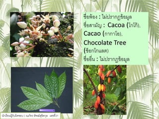 ชื่อพ้อง : ไม่ปรากฏข้อมูล
ชื่อสามัญ : Cacoa (โกโก้),
Cacao (กากาโอ),
Chocolate Tree
(ช็อกโกแลต)
ชื่ออื่น : ไม่ปรากฏข้อมูล
นักเรียนผู้รับผิดชอบ : ณภัทร อัฑฒ์สุขิตกุล เลขที่31
 