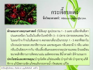 กระเจี๊ยบแดง
ชื่อวิทยาศาสตร์: Durio zibethinus
กระเจี๊ยบแดง
ชื่อวิทยาศาสตร์: Hibiscus sabdariffa Linn.
ลักษณะทางพฤกษศาสตร์ :ไม้ล้มลุก สูงประมาณ 1 - 3 เมตร เปลือกต้นสีเทา
ปนแดงเหนียว ใบเป็นใบเดี่ยวใบหยักลึก 3 - 5 ปลาย ปลายยอดแหลม โคน
ใบมนกว้าง ก้านใบสีแดงยาว ดอกออกเดี่ยวเป็นกระจุก 1 - 3 ดอกที่ซอกใบ
บริเวณปลายยอด ดอกสีขาวนวล และชมพูแดง กลีบดอกมี 5 กลีบ แต่ละ
กลีบเป็นอิสระจากกัน กลีบเลี้ยงสีแดงผลทรงกลมปลายแหลม ผิวผลมีขน
ขนาดเล็กสีขาวเกาะติดหนาแน่น เมล็ดทรงกลม สีนํ้าตาลดํา มีจํานวนมาก
ประโยชน์เเละสรรพคุณ:บํารุงโลหิต แก้อ่อนเพลีย บํารุงกําลัง บํารุงธาตุ แก้ดี
พิการ แก้ปัสสาวะขัด แก้คอแห้งกระหายนํ้า กัดเสมหะ แก้ไอ
นักเรียนผู้รับผิดชอบ : พิมพ์มาดา บุญเชิดชัยยันต์ เลขที่14
 