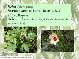 ชื่อพ้อง : ไม่ปรากฏข้อมูล
ชื่อสามัญ : Jamaica sorrel, Roselle, Red
sorrel, Rozelle
ชื่ออื่น : กระเจี้ยบ, กระเจี้ยบเปรี้ยว, ผักเก็งเค็ง, ส้มเก็งเค็ง, ส้ม
ตะเลงเครง, ส้มปู
นักเรียนผู้รับผิดชอบ : พิมพ์มาดา บุญเชิดชัยยันต์ เลขที่14
 