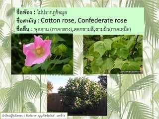 ชื่อพ้อง : ไม่ปรากฏข้อมูล
ชื่อสามัญ : Cotton rose, Confederate rose
ชื่ออื่น : พุดตาน (ภาคกลาง),ดอกสามสี,สามผิว(ภาคเหนือ)
นักเรียนผู้รับผิดชอบ : พิมพ์มาดา บุญเชิดชัยยันต์ เลขที่14
 