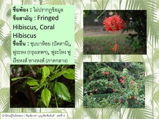 ชื่อพ้อง : ไม่ปรากฏข้อมูล
ชื่อสามัญ : Fringed
Hibiscus, Coral
Hibiscus
ชื่ออื่น : ชุบบาห้อย (ปัตตานี),
พู่ระหง (กรุงเทพฯ), พู่ระโหง พู่
เรือหงส์ หางหงส์ (ภาคกลาง)
นักเรียนผู้รับผิดชอบ : พิมพ์มาดา บุญเชิดชัยยันต์ เลขที่14
 