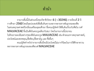 คํานํา
รายงานชิ้นนี้เป็นส่วนหนึ่งของวิชาชีววิทยา 6 ( ว 30246) ภาคเรียนที่ 2 ปี
การศึกษา 2560 โดยมีจุดประสงค์เพื่อสืบค้นความหลากหลายทางพันธุกรรมของพืช
ในสวนพฤกษศาสตร์โรงเรียนเตรียมอุดมศึกษา ซึ่งคณะผู้จัดทําได้สืบค้นเกี่ยวกับพืชใน วงศ์
MALVACEAE ซึ่งเป็นพืชในตระกูลเดียวกับชบา โดยในรายงานนี้ประกอบ
ไปด้วยรายละเอียดต่างๆของพืชในตระกูล MALVACEAE เช่น ลักษณะทางพฤกษศาสตร์,
ประโยชน์และสรรพคุณ,ชื่อพ้อง,ชื่อสามัญ และ ชื่ออื่นๆ
คณะผู้จัดทําหวังว่ารายงานชิ้นนี่จะมีประโยชน์ไม่มากก็น้อยในการใช้ศึกษาความ
หลากหลายทางพันธุกรรมของพืชวงศ์ MALVACEAE
 