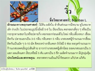 งิ้ว
ชื่อวิทยาศาสตร์: Bombax L.
ลักษณะทางพฤกษศาสตร์ :ไม้ต้น ผลัดใบ ลําต้นส่วนมากมีหนาม หูใบขนาด
เล็ก ร่วงเร็ว ใบประกอบรูปนิ้วมือมี 5-9 ใบ เรียงเวียน ดอกออกเดี่ยว ๆ หรือเป็น
กระจุกตามซอกใบหรือปลายกิ่ง ดอกออกก่อนผลิใบใหม่ กลีบเลี้ยงหนา เชื่อม
ติดกัน ปลายแยกเป็น 3-5 กลีบ กลีบดอก 5 กลีบ เกสรเพศผู้จํานวนมากเชื่อม
ติดกันเป็นมัด ๆ 5-10 มัด ติดระหว่างกลีบดอก รังไข่มี 5 ช่อง ออวุลจํานวนมาก
ก้านเกสรเพศเมียรูปเส้นด้าย ยาวกว่าเกสรเพศผู้เล็กน้อย ยอดเกสรแยกเป็น 5
แฉก ผลแห้งแตก เรียบหรือมี 5 สัน แตกเป็น 5 ซีก เมล็ดจํานวนมาก มีปุยนุ่นหุ้ม
ประโยชน์เเละสรรพคุณ : ดอกรสหวานเย็นแก้นํ้าร้อนลวก แก้ปวด แก้คัน
นักเรียนผู้รับผิดชอบ : ชินวัตร อุดมทรัพย์ เลขที่30
 