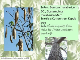 ชื่อพ้อง : Bombax malabaricum
DC., Gossampinus
malabarica Merr
ชื่อสามัญ :: Cotton tree, Kapok
tree
ชื่ออื่น : งิ้วแดง (กาญจนบุรี); งิ้วบ้าน
(ทั่วไป); งิ้วปง, งิ้วปงแดง, สะเน้มระกา
(ชอง-จันทบุรี)
นักเรียนผู้รับผิดชอบ : ชินวัตร อุดมทรัพย์ เลขที่30
 
