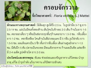 ครอบจักรวาล
ชื่อวิทยาศาสตร์: : Fioria vitifolia (L.) Mattei
ลักษณะทางพฤกษศาสตร์ :ไม้ล้มลุก สูงได้ถึง 2.5 ม. ใบรูปฝ่ามือ 3-7 พู ยาว
2.5-14 ซม. แผ่นใบมีขนทั้งสองด้าน เส้นโคนใบข้างละ 2-3 เส้น ก้านใบยาว 1-5
ซม. ดอกออกเดี่ยว ๆ หรือเป็นช่อกระจุกสั้นๆก้านดอกยาว 1.5-3 ซม. กลีบเลี้ยง
ยาว 1-2 ซม. ดอกสีเหลือง โคนด้านในสีม่วงอมแดง มี 5 กลีบ รูปไข่กลับ ยาว
1.5-5 ซม. ผลแห้งแตกเป็น 5 ซีก สั้นกว่ากลีบเลี้ยง เส้นผ่านศูนย์กลาง 1-1.5
ซม. มีสันปีก 5 สัน ปลายเป็นจะงอย มีขนแข็งกระจาย ก้านผลเป็นข้อ แต่ละซีก
มี 2-4 เมล็ด รูปคล้ายไต ยาว 2-3 มม.
ประโยชน์เเละสรรพคุณ :ขับลม ช่วยย่อยและเจริญอาหาร แก้โรคลม บํารุง
ธาตุ แก้ไอ บํารุงกําลัง แก้เบาหวาน แก้ปัสสาวะอักเสบ
นักเรียนผู้รับผิดชอบ : ชินวัตร อุดมทรัพย์ เลขที่30
 