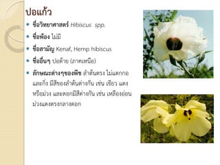  ชื่อวิทยาศาสตร Hibiscus spp.
 ชื่อพอง ไมมี
 ชื่อสามัญ Kenaf, Hemp hibiscus
 ชื่ออื่นๆ ปอดาย (ภาคเหนือ)
 ลักษณะตางๆของพืช ลําตนตรง ไมแตกกอ
และกิ่ง มีสีของลําตนตางกัน เชน เขียว แดง
หรือมวง และดอกมีสีตางกัน เชน เหลืองออน
มวงแดงตรงกลางดอก
ปอแกว
 