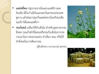 • แหลงที่พบ ปลูกกระจายในแถบแอฟริกาและ
อินเดีย มีถิ่นกําเนิดในแถบตะวันตกของประเทศ
ซูดาน แลวตอมาปลูกกันแพรหลายในทวีปเอเชีย
อเมริกาใตและแอฟริกา
• ประโยชน เปลือกใชทําเสนใย สําหรับอุตสาหกรรม
สิ่งทอ ปอแกวมักใชแทนหรือปนกับเสนใยจากปอ
กระเจาในการทอกระสอบ ทําเชือก พรม หรือใช
ทําสิ่งทอในการหัตถกรรม
(ผูรับผิดชอบ น.ส.ธนภรณ อุตรชน)
 