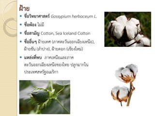 ฝาย
 ชื่อวิทยาศาสตร Gossypium herbaceum L.
 ชื่อพอง ไมมี
 ชื่อสามัญ Cotton, Sea Iceland Cotton
 ชื่ออื่นๆ ฝายเทศ (ภาคตะวันออกเฉียงเหนือ),
ฝายชัน (ลําปาง), ฝายดอก (เชียงใหม)
 แหลงที่พบ ภาคเหนือและภาค
ตะวันออกเฉียงเหนือของไทย ปลูกมากใน
ประเทศสหรัฐอเมริกา
 