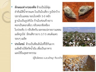 • ลักษณะตางๆของพืช ฝายเปนไมพุม
ลําตนมีสีน้ําตาลแดง ใบเปนใบเดี่ยว รูปไขกวาง
ปลายใบแหลม ขอบใบหยัก 3-5 หยัก
ฐานใบเปนรูปหัวใจ กานใบคอนขางยาว
ดอกเปนดอกเดี่ยว กลีบดอกสีเหลือง
ใบประดับ 5 กลีบติดกัน ผลกลมปลายยาวแหลม
เมล็ดรูปไข มีขนสีขาวยาว 3.7-5 เซนติเมตร
รอบๆ เมล็ด
• ประโยชน ฝายเปนพืชเสนใยที่ใชกันมาก
เมล็ดฝายใชสกัดน้ํามัน เพื่อเปนอาหาร
และใชในอุตสาหกรรม
(ผูรับผิดชอบ น.ส.อภิชญา ชินวรกิจ)
 