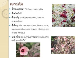 ชบาเมเปล
 ชื่อวิทยาศาสตร Hibiscus acetosella
 ชื่อพอง ไมมี
 ชื่อสามัญ cranberry hibiscus, African
rosemallow
 ชื่ออื่นๆ African rosemallow, false roselle,
maroon mallow, red leaved hibiscus, red
shield hibiscus
 แหลงที่พบ ปลูกมากในทวีปแอฟริกาและเอเชีย
ตะวันออกเฉียงใต
 
