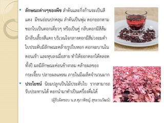 • ลักษณะตางๆของพืช ลําตนและกิ่งกานจะเปนสี
แดง มีขนออนปกคลุม ลําตนเปนพุม ดอกออกตาม
ซอกใบเปนดอกเดี่ยวๆ หรือเปนคู กลีบดอกมีสีสม
มีกลีบเลี้ยงสีแดง บริเวณใจกลางดอกมีสีมวงอมดํา
ใบประดับมีลักษณะคลายรูปใบหอก ดอกจะบานใน
ตอนเชา และหุบลงเมื่อสาย ทําใหออกดอกไดตลอด
ทั้งป ผลมีลักษณะคอนขางกลม คลายผลของ
กระเจี๊ยบ ปลายผลแหลม ภายในมีเมล็ดจํานวนมาก
• ประโยชน นิยมปลูกเปนไมประดับใบ รากสามารถ
รับประทานได ดอกนํามาทําเปนเครื่องดื่มได
(ผูรับผิดชอบ น.ส.ศุภาพิชญ สุขะวนวัฒน)
 