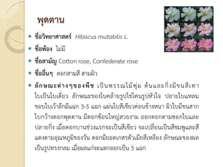 พุดตาน
 ชื่อวิทยาศาสตร Hibiscus mutabilis L.
 ชื่อพอง ไมมี
 ชื่อสามัญ Cotton rose, Confederate rose
 ชื่ออื่นๆ ดอกสามสี สามผิว
 ลักษณะตางๆของพืช เปนพรรณไมพุม ตนและกิ่งมีขนสีเทา
ใบเปนใบเดี่ยว ลักษณะของใบคลายรูปไขโคนรูปหัวใจ ปลายใบแหลม
ขอบใบเวาลึกมีแฉก 3-5 แฉก แผนใบสีเขียวคอนขางหนา ผิวใบมีขนสาก
ใบกวางดอกพุดตาน มีดอกซอนใหญสวยงาม ออกดอกตามซอกใบและ
ปลายกิ่ง เมื่อดอกบานชวงแรกจะเปนสีเขียว จะเปลี่ยนเปนสีชมพูและสี
แดงตามอุณหภูมิของวัน ดอกมียอดเกสรตัวเมียสีเหลือง ลักษณะของผล
เปนรูปทรงกลม เมื่อผลแกจะแตกออกเปน 5 แฉก
 