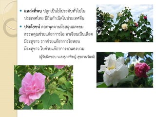  แหลงที่พบ ปลูกเปนไมประดับทั่วไปใน
ประเทศไทย มีถิ่นกําเนิดในประเทศจีน
 ประโยชน ดอกพุดตานมีรสฉุนและขม
สรรพคุณชวยแกอาการไอ อาเจียนเปนเลือด
มีระดูขาว รากชวยแกอาการไอหอบ
มีระดูขาว ใบชวยแกอาการตาแดงบวม
(ผูรับผิดชอบ น.ส.ศุภาพิชญ สุขะวนวัฒน)
 