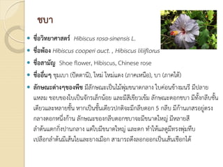 ชบา
 ชื่อวิทยาศาสตร Hibiscus rosa-sinensis L.
 ชื่อพอง Hibiscus cooperi auct. , Hibiscus liliiflorus
 ชื่อสามัญ Shoe flower, Hibiscus, Chinese rose
 ชื่ออื่นๆ ชุมเบา (ปตตานี), ใหม ใหมแดง (ภาคเหนือ), บา (ภาคใต)
 ลักษณะตางๆของพืช มีลักษณะเปนไมพุมขนาดกลาง ใบคอนขางมนรี มีปลาย
แหลม ขอบของใบเปนจักรเล็กนอย และมีสีเขียวเขม ลักษณะดอกชบา มีทั้งกลีบชั้น
เดียวและหลายชั้น หากเปนชั้นเดียวปกติจะมีกลีบดอก 5 กลีบ มีกานเกสรอยูตรง
กลางดอกหนึ่งกาน ลักษณะของกลีบดอกชบาจะมีขนาดใหญ มีหลายสี
ลําตนแตกกิ่งปานกลาง แตใบมีขนาดใหญ และดก ทําใหแลดูมีทรงพุมทึบ
เปลือกลําตนมีเสนใยและยางเมือก สามารถดึงลอกออกเปนเสนเชือกได
 
