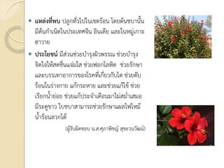  แหลงที่พบ ปลูกทั่วไปในเขตรอน โดยตนชบานั้น
มีตนกําเนิดในประเทศจีน อินเดีย และในหมูเกาะ
ฮาวาย
 ประโยชน มีสวนชวยบํารุงผิวพรรณ ชวยบํารุง
จิตใจใหสดชื่นแจมใส ชวยฟอกโลหิต ชวยรักษา
และบรรเทาอาการของโรคที่เกี่ยวกับไต ชวยดับ
รอนในรางกาย แกกระหาย และชวยแกไข ชวย
เรียกน้ํายอย ชวยแกประจําเดือนมาไมสม่ําเสมอ
มีระดูขาว ใบชบาสามารถชวยรักษาแผลไฟไหม
น้ํารอนลวกได
(ผูรับผิดชอบ น.ส.ศุภาพิชญ สุขะวนวัฒน)
 