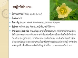 หญาขัดใบยาว
 ชื่อวิทยาศาสตร Sida acuta Burm.f.
 ชื่อพอง ไมมี
 ชื่อสามัญ Broom weed, Two-beaked, Snake’s Tongue
 ชื่ออื่นๆ หญาขัดมอญ, คัดมอน, หญาขอ, หญาไมกวาด
 ลักษณะตางๆของพืช เปนไมลมลุก ลําตนตั้งตรงแข็งแรง เปลือกตนมีความเหนียว
กิ่งกานแตกสาขาแผออกเปนพุม ตามกิ่งมีขนนุมหรือคอนขางเกลี้ยง ใบเปนใบเดี่ยว
เรียงเวียนหาง รูปใบหอก ปลายใบแหลม สวนโคนใบมน ขอบใบเปนจักรคลายฟน
เลื่อย ดอกมีสีเหลือง ออกดอกแบบเดี่ยว หรือคูบริเวณงามใบ มีเกสรตัวผู ติดกันเปน
หลอดๆ กลีบเลี้ยงที่โคนดอกติดกันเปนรูปถวยตื้นๆ ปลายแยกออกเปน 5 แฉก
 