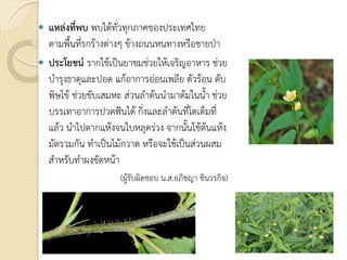  แหลงที่พบ พบไดทั่วทุกภาคของประเทศไทย
ตามพื้นที่รกรางตางๆ ขางถนนหนทางหรือชายปา
 ประโยชน รากใชเปนยาขมชวยใหเจริญอาหาร ชวย
บํารุงธาตุและปอด แกอาการออนเพลีย ตัวรอน ดับ
พิษไข ชวยขับเสมหะ สวนลําตนนํามาตมในน้ํา ชวย
บรรเทาอาการปวดฟนได กิ่งและลําตนที่โตเต็มที่
แลว นําไปตากแหงจนใบหลุดรวง จากนั้นใชตนแหง
มัดรวมกัน ทําเปนไมกวาด หรือจะใชเปนสวนผสม
สําหรับทําผงขัดหนา
(ผูรับผิดชอบ น.ส.อภิชญา ชินวรกิจ)
 