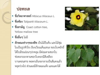 ปอทะเล
 ชื่อวิทยาศาสตร Hibiscus tiliaceus L.
 ชื่อพอง Talipariti tiliaceum L.
 ชื่อสามัญ Coast cotton tree,
Yellow mallow tree
 ชื่ออื่นๆ ไมมี
 ลักษณะตางๆของพืช เปนไมยืนตน และไมพุม
ใบเปนรูปหัวใจ เรียงเวียนเสนแขนง ขอบใบหยักถี่
ใตใบมีขนออนๆปกคลุม มีตอมตามซอกใบ
ชอดอกออกตามซอกใบดอกมีสีเหลือง
บานตอนสาย พอตกเย็นจะกลายเปนสีแดงแลว
หลุดรวงไป สวนผลมีลักษณะแหง และแตกได
 