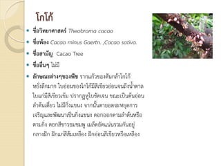 โกโก
 ชื่อวิทยาศาสตร Theobroma cacao
 ชื่อพอง Cacao minus Gaertn. ,Cacao sativa.
 ชื่อสามัญ Cacao Tree
 ชื่ออื่นๆ ไมมี
 ลักษณะตางๆของพืช รากแกวของตนกลาโกโก
หยั่งลึกมาก ใบออนของโกโกมีสีเขียวออนจนถึงน้ําตาล
ใบแกมีสีเขียวเขม ปรากฏหูใบชัดเจน ขณะเปนตนออน
ลําตนเดี่ยว ไมมีกิ่งแขนง จากนั้นตายอดจะหยุดการ
เจริญและพัฒนาเปนกิ่งแขนง ดอกออกตามลําตนหรือ
ตามกิ่ง ดอกสีขาวอมชมพู เมล็ดอัดแนนรวมกันอยู
กลางฝก ฝกแกสีสมเหลือง ฝกออนสีเขียวหรือเหลือง
 