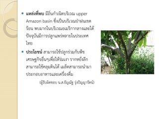  แหลงที่พบ มีถิ่นกําเนิดบริเวณ upper
Amazon basin ซึ่งเปนบริเวณปาฝนเขต
รอน พบมากในบริเวณอเมริกากลางและใต
ปจจุบันมีการปลูกแพรหลายในประเทศ
ไทย
 ประโยชน สามารถใชปลูกรวมกับพืช
เศรษฐกิจอื่นๆเพื่อใหรมเงา รากหยั่งลึก
สามารถใชคลุมดินได เมล็ดสามารถนํามา
ประกอบอาหารและเครื่องดื่ม
(ผูรับผิดชอบ น.ส.ธัญณัฐ รุงปญญารัตน)
 