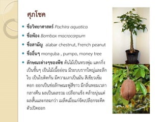 ศุภโชค
 ชื่อวิทยาศาสตร Pachira aquatica
 ชื่อพอง Bombax macrocarpum
 ชื่อสามัญ alabar chestnut, French peanut
 ชื่ออื่นๆ monguba , pumpo, money tree
 ลักษณะตางๆของพืช ตนไมเปนทรงพุม แตกกิ่ง
เปนชั้นๆ เปนไมเนื้อออน มีระบบรากใหญและลึก
ใบ เปนใบติดกัน มีความเงาเปนมัน สีเขียวเขม
ดอก ออกเปนชอลักษณะพูสีขาว มีกลิ่นหอมเวลา
กลางคืน ผลเปนผลรวม เปลือกแข็ง คลายนุนแต
ผลสั้นและกลมกวา เมล็ดเมื่อแกจัดเปลือกจะดีด
ตัวเปดออก
 