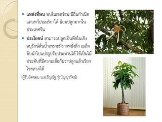  แหลงที่พบ พบในเขตรอน มีถิ่นกําเนิด
แถบทวีปอเมริกาใต นิยมปลูกมากใน
ประเทศจีน
 ประโยชน สามารถปลูกเปนพืชในเชิง
อนุรักษตนน้ําเพราะมีรากหยั่งลึก เมล็ด
ดิบนําไปแปรรูปรับประทานได ใชเปนไม
ประดับที่มีความเชื่อกันวาปลูกแลวเรียก
โชคลาภได
(ผูรับผิดชอบ น.ส.ธัญณัฐ รุงปญญารัตน)
 