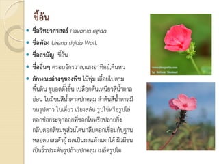 ขี้อน
 ชื่อวิทยาศาสตร Pavonia rigida
 ชื่อพอง Urena rigida Wall.
 ชื่อสามัญ ขี้อน
 ชื่ออื่นๆ ครอบจักรวาล,แสงอาทิตย,คืนหน
 ลักษณะตางๆของพืช ไมพุม เลื้อยไปตาม
พื้นดิน ชูยอดตั้งขึ้น เปลือกตนเหนียวสีน้ําตาล
ออน ใบมีขนสีน้ําตาลปกคลุม ลําตนสีน้ําตาลมี
ขนรูปดาว ใบเดี่ยว เรียงสลับ รูปไขหรือรูปโล
ดอกชอกระจุกออกที่ซอกใบหรือปลายกิ่ง
กลีบดอกสีชมพูสวนโคนกลีบดอกเชื่อมกับฐาน
หลอดเกสรตัวผู ผลเปนผลแหงแตกได ผิวมีขน
เปนริ้วประดับรูปถวยปกคลุม เมล็ดรูปไต
 