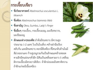 กระเจี๊ยบเขียว
 ชื่อวิทยาศาสตร Abelmochus esculentus L.
Moench
 ชื่อพอง Abelmoschus bammia Web
 ชื่อสามัญ Okra, Gumbo, Lady’s finger
 ชื่ออื่นๆ กระเจี๊ยบ, กระเจี๊ยบมอญ, มะเขือทะวาย,
มะเขือมอญ
 ลักษณะตางๆของพืช ลําตนมีขนหยาบ มีความสูง
ประมาณ 1-2 เมตร ใบเปนใบเดี่ยว คลายฝามือเรียง
สลับกัน และมีขนหยาบ ดอกมีสีเหลือง ที่โคนกลีบดานในมี
สีมวงออกแดง กานชูเรณูรวมกันเปนลักษณะคลายหลอด
ตามฝกมีขนออนๆทั่วฝก มีสันเปนเหลี่ยมตามยาว 5 เหลี่ยม
ฝกกระเจี๊ยบมีทรงยาวสีเขียว ถาฝกออนจะมีรสชาติหวาน
ถาฝกแกจะมีเนื้อเหนียว
 