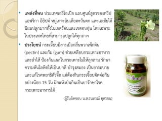 • แหลงที่พบ ประเทศเอธิโอเปย แถบศูนยสูตรของทวีป
แอฟริกา อียิปต หมูเกาะอินเดียตะวันตก และเอเชียใต
นิยมปลูกมากทั้งในเขตรอนและเขตอบอุน โดยเฉพาะ
ในประเทศไทยที่สามารถปลูกไดทุกภาค
• ประโยชน กระเจี๊ยบมีสารเมือกลื่นพวกเพ็กติน
(pectin) และกัม (gum) ชวยเคลือบกระเพาะอาหาร
และลําไส ปองกันแผลในกระเพาะไมใหลุกลาม รักษา
ความดันโลหิตใหเปนปกติ บํารุงสมอง เปนยาระบาย
และแกโรคพยาธิตัวจี๊ด แตตองกินกระเจี๊ยบติดตอกัน
อยางนอย 15 วัน ฝกแหงปนกินเปนยารักษาโรค
กระเพาะอาหารได
(ผูรับผิดชอบ น.ส.ธนภรณ อุตรชน)
 