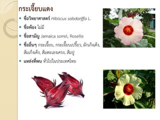  ชื่อวิทยาศาสตร Hibiscus sabdariffa L.
 ชื่อพอง ไมมี
 ชื่อสามัญ Jamaica sorrel, Roselle
 ชื่ออื่นๆ กระเจี๊ยบ, กระเจี๊ยบเปรี้ยว, ผักเก็งเค็ง,
สมเก็งเค็ง, สมตะเลงเครง, สมปู
 แหลงที่พบ ทั่วไปในประเทศไทย
กระเจี๊ยบแดง
 