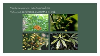 • ชื่อสามัญ หนุมานประสานกาย ว่านอ้อยช้าง และ ชิดฮะลั้ง (จีน)
• ชื่อวิทยาศาสตร์ Schefflera leucantha R. Vig.
 