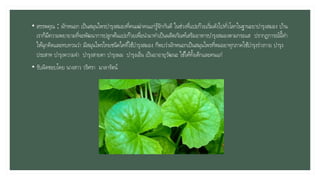 • สรรพคุณ : ผักหนอก เป็นสมุนไพรบารุงสมองที่คนเฒ่าคนแก่รู้จักกันดี ในช่วงที่แปะก๊วยเริ่มดังไปทั่วโลกในฐานะยาบารุงสมอง บ้าน
เราก็มีความพยายามที่จะพัฒนาการปลูกต้นแปะก๊วยเพื่อนามาทาเป็นผลิตภัณฑ์เสริมอาหารบารุงสมองตามกระแส ปรากฏการณ์นี้ทา
ให้ฉุกคิดและทบทวนว่า มีสมุนไพรไทยชนิดใดที่ใช้บารุงสมอง ก็พบว่าผักหนอกเป็นสมุนไพรที่หมอยาทุกภาคใช้บารุงร่างกาย บารุง
ประสาท บารุงความจา บารุงสายตา บารุงผม บารุงเอ็น เป็นยาอายุวัฒนะ ใช้ได้ทั้งเด็กและคนแก่
• รับผิดชอบโดย นางสาว วริศรา มาลารัตน์
 