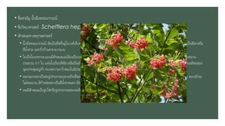 • ชื่อสามัญ นิ้วมือพระนารายณ์
• ชื่อวิทยาศาสตร์ Schefflera heptophylla (L.) Frodin
• ลักษณะทางพฤกษศาสตร์
• นิ้วมือพระนารายณ์ จัดเป็นพืชที่อยู่ในวงศ์เล็บครุฑ เป็นไม้ทรงพุ่มที่ชอบเกาะอาศัยอยุ่ตามต้นไม้อื่นหรือตามซอกหิน เปลือกลาต้นเรียบเป็นสีเทาหรือ
สีน้าตาล แตกกิ่งก้านสาขามากมาย
• ใบเป็นใบประกอบแบบมีลักษณะแผ่เรียงเป็นวงกลมคล้ายนิ้วมือ ก้านใบร่วมยาว ในแต่ละก้านจะประกอบใบด้วยใบย่อยรูปรีแกมรูปขอบขนาน
ประมาณ 5-7 ใบ แผ่นใบเรียบสีเขียวเข้มเป็นมันและค่อนข้างหนา โคนใบสอบ ปลายใบแหลม ขอบใบเรียบ ก้านใบย่อยสั้น ใบและกิ่งอ่อนมีขนอ่อน
นุ่มปกคลุมอยู่ทั่ว ขนาดความกว้างของใบมีประมาณ 2-4 ซม. ยาวประมาณ 8-15 ซม.
• ดอกออกดอกเป็นช่อรูปทรงกระบอกคล้ายซี่ร่มที่บริเวณปลายยอด เป็นช่อขนาดใหญ่ที่ประกอบด้วยดอกย่อยสีเหลืองขนาดเล็กมากมาย ดอกมักจะ
ไม่ค่อยบาน มีก้านช่อดอกเป็นสีน้าตาลแดง มีขนละเอียดปกคลุมอยู่ทั่วช่อดอก
• ผลมีลักษณะเป็นรูปไข่หรือรูปทรงกลมขนาดเล็ก ผลอ่อนมีสีเขียวอมเหลือง เมื่อสุกจะกลายเป็นสีเหลืองเข้มหรือสีส้มอมแดง
 