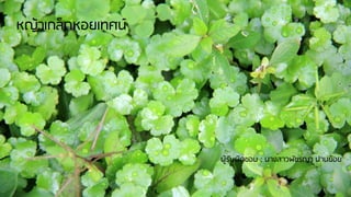 หญ้าเกล็ดหอยเทศน์
ผู้รับผิดชอบ : นางสาวพัชรญา ปานย้อย
 