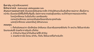 ชื่อสามัญ หญ้าเกล็ดหอยเทศน์
ชื่อวิทยาศาสตร์ Hydrocotyle sibthorpioides Lam.
ลักษณะทางพฤกษศาสตร์ เป็นพรรณไม้ล้มลุกขนาดเล็ก ลาต้นมีลักษณะเป็นเส้นเล็กยาวแผ่สาขา เลื้อยไปตาม
หน้าดิน เป็นพรรณไม้ที่ขึ้นได้ดีในที่ชุ่มชื้น มีเขตการกระจายพันธุ์ในเขตร้อน พบได้ทั่วทุกภาคของประเทศไทย
ใบหญ้าเกล็ดหอย ใบเป็นใบเดี่ยว ออกเรียงสลับ
ดอกหญ้าเกล็ดหอย ออกดอกเป็นช่อหรือออกเป็นกระจุกคล้ายร่ม
ผลหญ้าเกล็ดหอย ผลออกเป็นคู่ มีลักษณะแบน
สรรพคุณ
1. ทั้งต้นมีรสขมฝาด เผ็ดเล็กน้อย มีกลิ่นหอม เป็นยาเย็นออกฤทธิ์ต่อตับ ไต และม้าม ใช้เป็นยาดับพิษ
ร้อนถอนพิษไข้ ช่วยแก้อาการร้อนใน (ทั้งต้น)
2. ลาต้นนามาต้มเอาน้ากินเป็นยาแก้ไข้ (ลาต้น)
3. ช่วยแก้อาการไอ ไอกรน (ลาต้น, ทั้งต้น ใช้เป็นยาแก้ไอสาหรับเด็ก
 