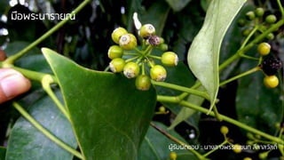 มือพระนารายณ์
ผู้รับผิดชอบ : นางสาวพรรณชนก ลีลาสวัสดิ์
 