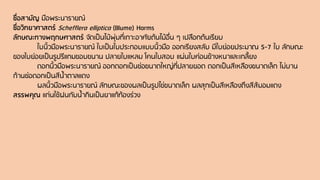 ชื่อสามัญ มือพระนารายณ์
ชื่อวิทยาศาสตร์ Schefflera elliptica (Blume) Harms
ลักษณะทางพฤกษศาสตร์ จัดเป็นไม้พุ่มที่เกาะอาศัยต้นไม้อื่น ๆ เปลือกต้นเรียบ
ใบนิ้วมือพระนารายณ์ ใบเป็นใบประกอบแบบนิ้วมือ ออกเรียงสลับ มีใบย่อยประมาณ 5-7 ใบ ลักษณะ
ของใบย่อยเป็นรูปรีแกมขอบขนาน ปลายใบแหลม โคนใบสอบ แผ่นใบค่อนข้างหนาและเกลี้ยง
ดอกนิ้วมือพระนารายณ์ ออกดอกเป็นช่อขนาดใหญ่ที่ปลายยอด ดอกเป็นสีเหลืองขนาดเล็ก ไม่บาน
ก้านช่อดอกเป็นสีน้าตาลแดง
ผลนิ้วมือพระนารายณ์ ลักษณะของผลเป็นรูปไข่ขนาดเล็ก ผลสุกเป็นสีเหลืองถึงสีส้มอมแดง
สรรพคุณ แก่นใช้ฝนกับน้ากินเป็นยาแก้ท้องร่วง
 