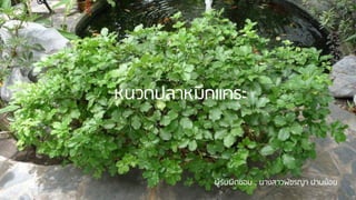 หนวดปลาหมึกแคระ
ผู้รับผิดชอบ : นางสาวพัชรญา ปานย้อย
 