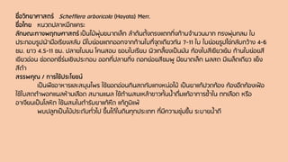 ชื่อวิทยาศาสตร์ Schefflera arboricola (Hayata) Merr.
ชื่อไทย หนวดปลาหมึกแคระ
ลักษณะทางพฤกษศาสตร์ เป็นไม้พุ่มขนาดเล็ก ลาต้นตั้งตรงแตกกิ่งก้านจานวนมาก ทรงพุ่มกลม ใบ
ประกอบรูปฝ่ามือเรียงสลับ มีใบย่อยแตกออกจากก้านใบที่จุดเดียวกัน 7-11 ใบ ใบย่อยรูปไข่กลับกว้าง 4-6
ซม. ยาว 4.5-11 ซม. ปลายใบมน โคนสอบ ขอบใบเรียบ ผิวเกลี้ยงเป็นมัน ท้องใบสีเขียวเข้ม ก้านใบย่อยสี
เขียวอ่อน ช่อดอกซี่ร่มเชิงประกอบ ออกที่ปลายกิ่ง ดอกย่อยสีชมพู มีขนาดเล็ก ผลสด มีเมล็ดเดียว แข็ง
สีดา
สรรพคุณ / การใช้ประโยชน์
เป็นพืชอาหารและสมุนไพร ใช้ยอดอ่อนกินสดกับแกงหน่อไม้ เป็นยาแก้ปวดท้อง ท้องอืดท้องเฟ้อ
ใช้ใบสดตาพอกแผลห้ามเลือด สมานแผล ใช้ตาผสมเหล้าขาวคั้นน้าดื่มแก้อาการช้าใน ตกเลือด หรือ
อาเจียนเป็นโลหิต ใช้ผสมในตารับยาแก้หืด แก้ภูมิแพ้
พบปลูกเป็นไม้ประดับทั่วไป ขึ้นได้ในดินทุกประเภท ที่มีความชุ่มชื้น ระบายน้าดี
 