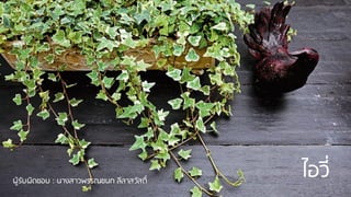 ไอวี่ผู้รับผิดชอบ : นางสาวพรรณชนก ลีลาสวัสดิ์
 