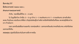 ชื่อสามัญ ไอวี่
ชื่อวิทยาศาสตร์ Hedera helix L.
ลักษณะทางพฤกษศาสตร์
ลาต้น ทอดเลื้อยได้ไกล 2 – 4 เมตร
ใบ ใบรูปไข่กว้าง เว้าเป็น 3 – 5 พู กว้าง 3 – 5 เซนติเมตร ยาว 7 – 8 เซนติเมตร ปลายใบเรียว
แหลม โคนใบมน แผ่นใบหนาสีเขียว ปัจจุบันมีพันธุ์ใบด่างสีขาวหรือสีครีมซึ่งเป็นที่นิยม และพันธุ์สีเขียวด่าง
ขาว ก้านใบยาว
ดอก ออกเป็นช่อซี่ร่มตามซอกใบ ดอกย่อยสีขาว ออกดอกเดือนธันวาคมถึงมีนาคม แต่มักไม่ค่อย
ออกดอกให้เห็น
สรรพคุณ ปลูกเป็นไม้ประดับในสถานที่อากาศเย็น
 
