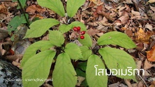 โสมอเมริกาผู้รับผิดชอบ : นายภานุวัฒน์ ดุพงษ์
 