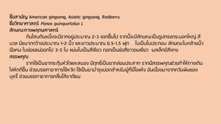 ชื่อสามัญ American gingseng, Asiatic gingseng, Redberry
ชื่อวิทยาศาสตร์ Panax quinquefolius L
ลักษณะทางพฤกษศาสตร์
ต้นโสมต้นหนึ่งจะมีรากอยู่ประมาณ 2-3 แฉกขึ้นไป รากนี้จะมีลักษณะเป็นรูปทรงกระบอกใหญ่ สี
นวล มีขนาดกว้างประมาณ 1-2 นิ้ว และยาวประมาณ 0.5-1.5 ฟุต ใบเป็นใบประกอบ ลักษณะใบคล้ายนิ้ว
มือคน ใบย่อยแผ่ออกไป 3-5 ใบ แผ่นใบเป็นสีเขียว ดอกเป็นช่อสีขาวอมเขียว ผลเล็กมีสีเเดง
สรรพคุณ
รากใช้เป็นยากระตุ้นหัวใจและสมอง มีฤทธิ์เป็นยากล่อมประสาท รากมีสรรพคุณช่วยทาให้ทางเดิน
โลหิตดีขึ้น ช่วยบรรเทาอาการไข้หวัด ใช้เป็นยาบารุงปอดสาหรับผู้ที่มีไอแห้ง อันเนื่องมาจากควันพิษของ
บุหรี่ ช่วยบรรเทาอาการคลื่นไส้อาเจียน
 