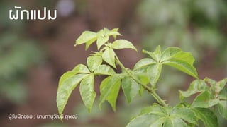 ผักแปม
ผู้รับผิดชอบ : นายภานุวัฒน์ ดุพงษ์
 