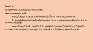 ชื่อสามัญ -
ชื่อวิทยาศาสตร์ Acanthopanax trifoliatum Merr.
ลักษณะทางพฤกษศาสตร์
ต้น เป็นไม้พุ่มสูง 1-2 เมตร เปลือกต้นแก่จะเป็นสีน้าตาล กิ่งก้านอ่อนจะเป็นสีเขียว
ใบ ใบยาวรีรูปไข่ขอบใบหยักคล้ายฟัน ก้านใบยาว 5-6 ซม. ในแต่ละก้านใบแยกเป็นใบย่อย 5 ใบ ใบ
ตรงกลางจะใหญ่ที่สุด
ดอก กลีบดอกมี 5 กลีบ เกสรตัวผู้ 5 อัน เกสรเมียมี 2 ช่อง ดอกติดกันเป็นกระจุกที่ปลายก้าน
สรรพคุณ เปลือกต้น น้าต้มจากเปลือกต้น หรือนาเปลือกไปย่าง ใช้แก้โรคผอมแห้งและโรคประสาท
 