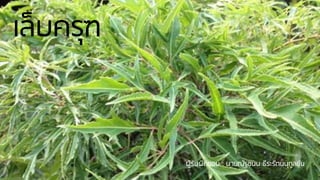 เล็บครุฑ
ผู้รับผิดชอบ : นายณัฐชนน ธีระรัตนนุกูลชัย
 