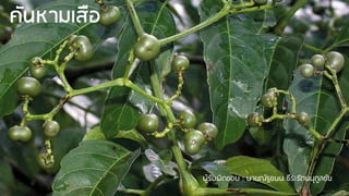 คันหามเสือ
ผู้รับผิดชอบ : นายณัฐชนน ธีระรัตนนุกูลชัย
 